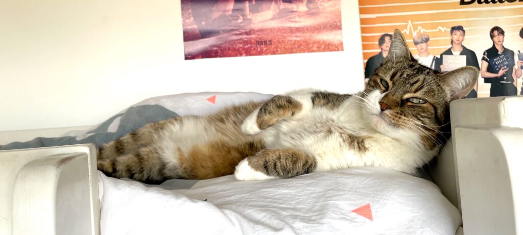 chat qui écoute la révision du MOOC numérique responsable